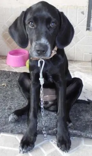 Cachorro raça Dálmata idade 1 ano nome Nega