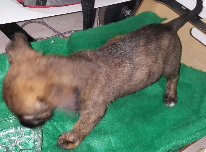 Cachorro ra a Misturada idade 2 a 6 meses nome Não tem nome 