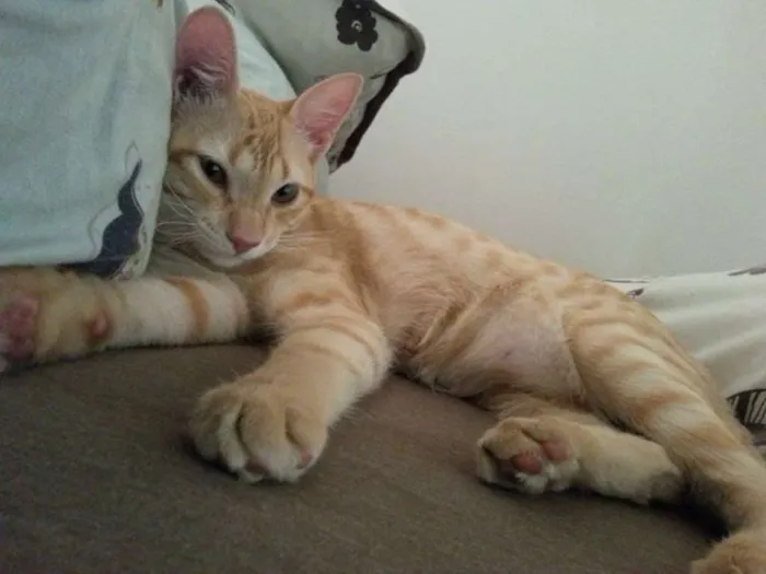 Gato raça - idade 1 ano nome Jorge