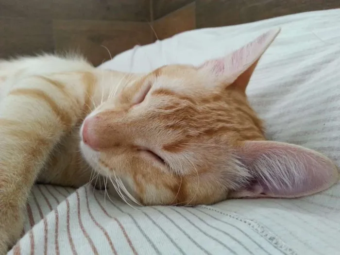 Gato raça - idade 1 ano nome Jorge