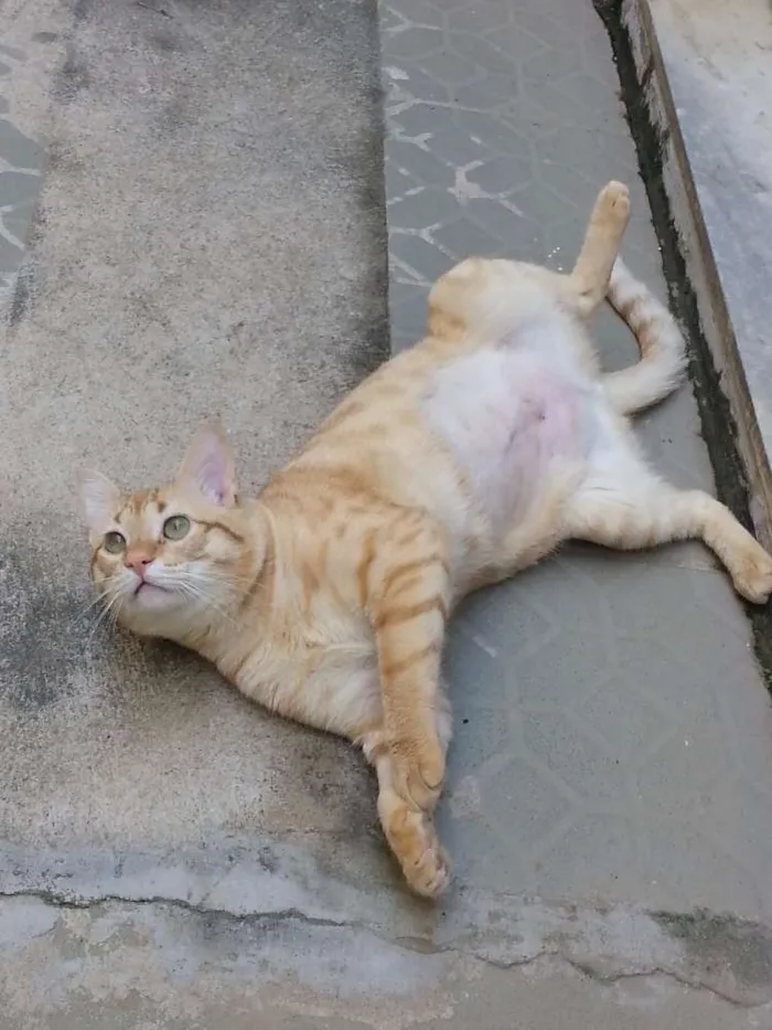 Gato raça - idade 1 ano nome Jorge