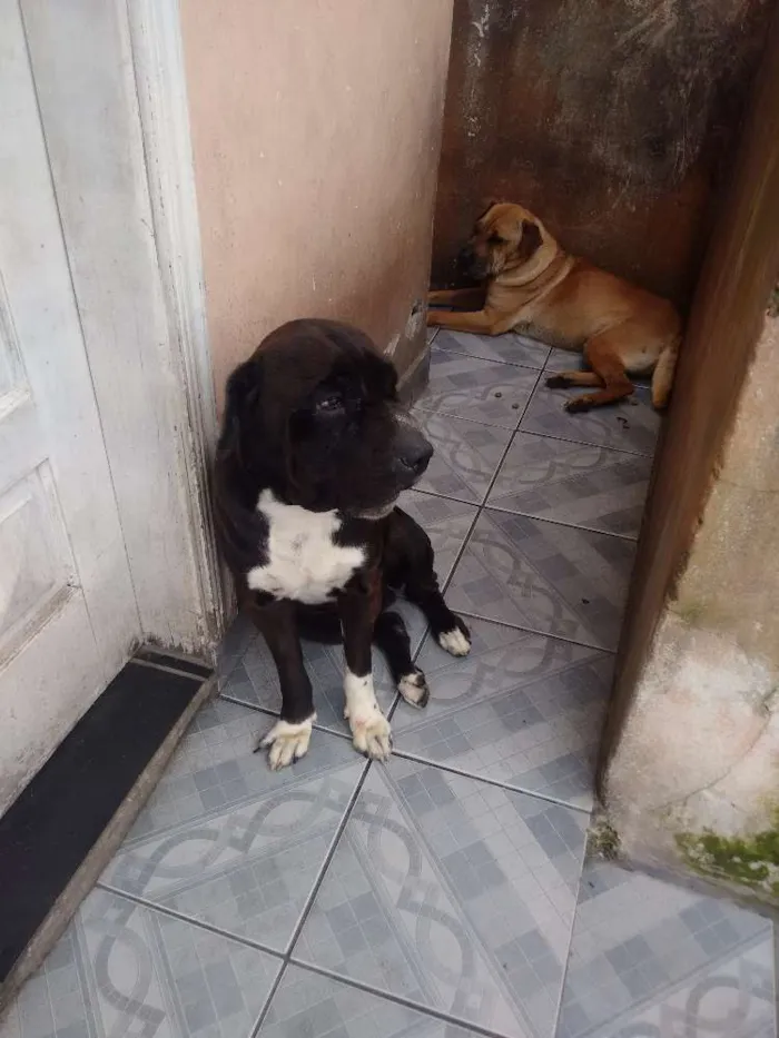 Cachorro ra a Mistura de sharpei com vira-lata idade 3 anos nome Xodó e Mel
