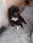 Xodó e Mel