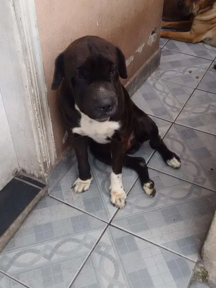 Cachorro ra a Mistura de sharpei com vira-lata idade 3 anos nome Xodó e Mel
