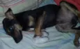Pagodinho