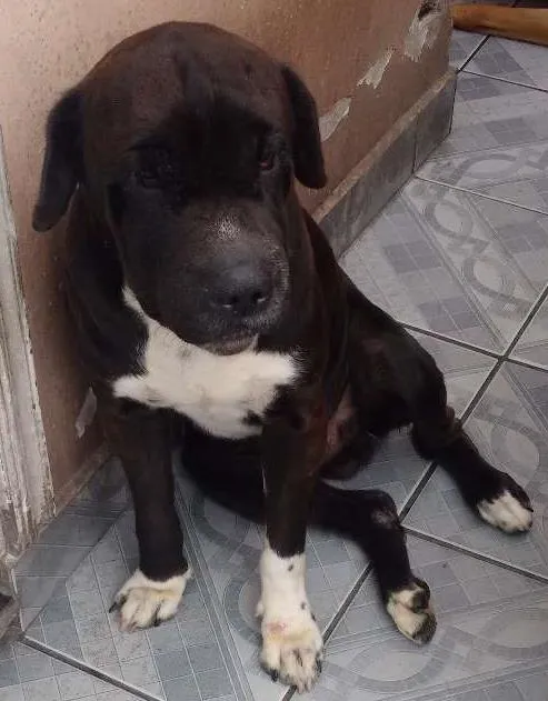 Cachorro ra a Mistura de sharpei com vira-lata idade 3 anos nome Xodó e Mel