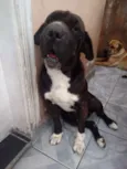 Xodó e Mel