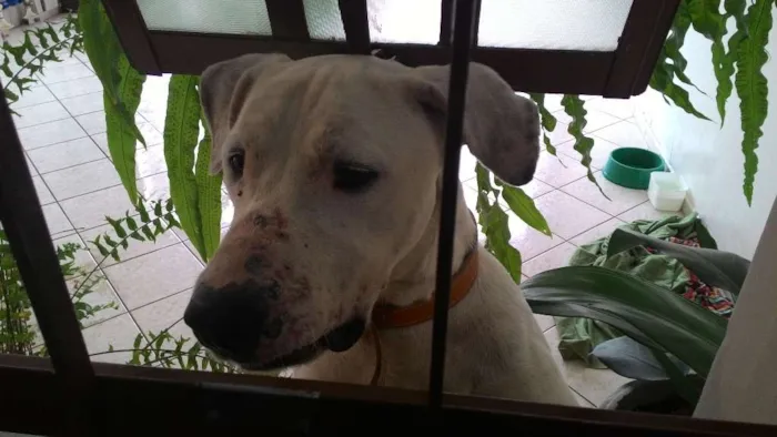 Cachorro ra a Indefinida idade 3 anos nome Branco