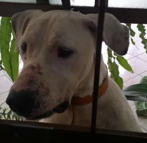 Cachorro raça Indefinida idade 3 anos nome Branco