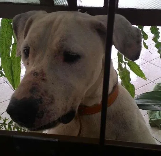 Cachorro ra a Indefinida idade 3 anos nome Branco