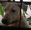 Cachorro raça Indefinida idade 3 anos nome Branco