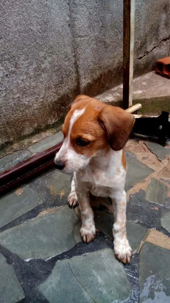 Cachorro raça SRD idade 2 a 6 meses nome sem nomes