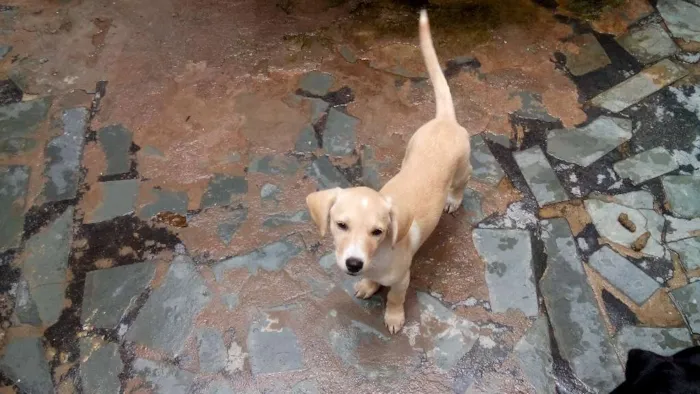 Cachorro raça SRD idade 2 a 6 meses nome sem nomes