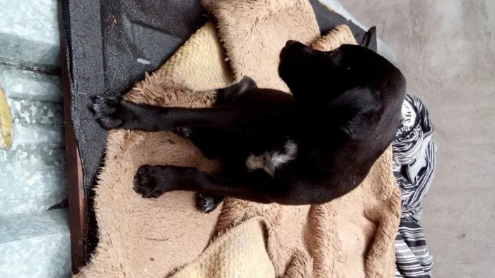 Cachorro raça SRD idade 2 a 6 meses nome sem nomes