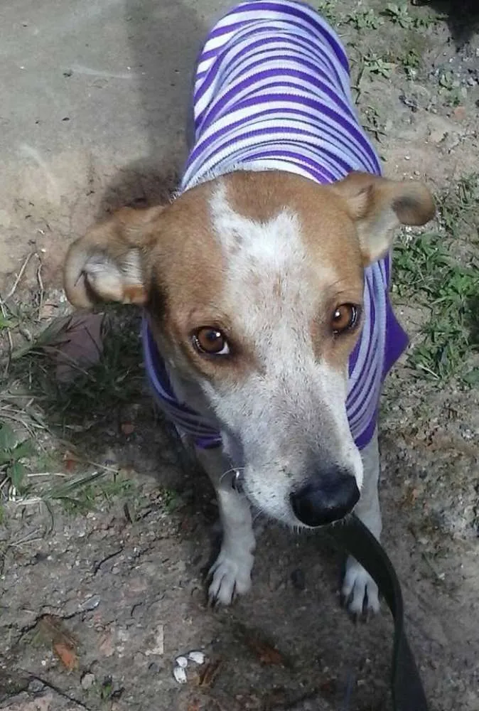 Cachorro ra a não indefinida  idade 3 anos nome pandora