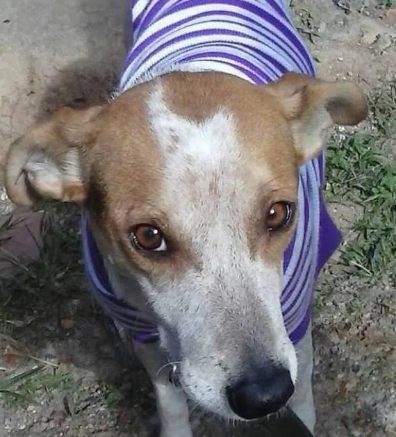 Cachorro ra a não indefinida  idade 3 anos nome pandora