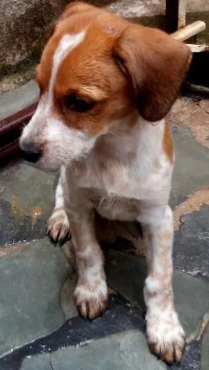 Cachorro raça SRD idade 2 a 6 meses nome sem nomes