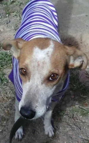 Cachorro raça não indefinida  idade 3 anos nome pandora