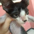 Frederico 