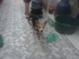 Pituca