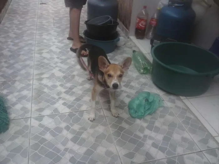Cachorro ra a SRD idade 2 a 6 meses nome Pituca