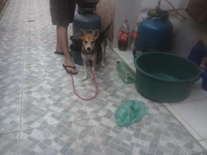 Cachorro ra a SRD idade 2 a 6 meses nome Pituca