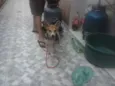 Pituca