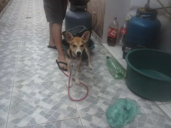 Cachorro ra a SRD idade 2 a 6 meses nome Pituca