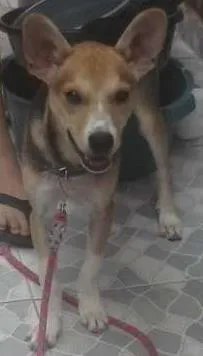 Cachorro raça SRD idade 2 a 6 meses nome Pituca