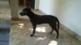 chico