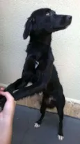 chico