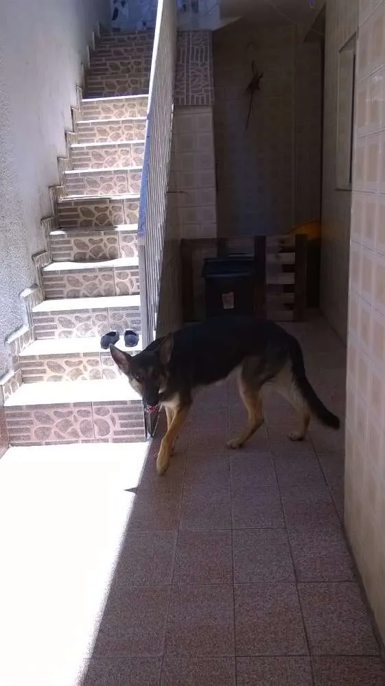 Cachorro ra a Pastor Alemão idade 1 ano nome Petunia