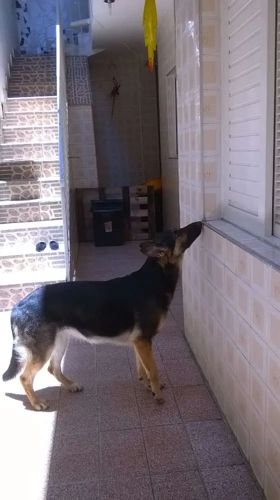 Cachorro ra a Pastor Alemão idade 1 ano nome Petunia