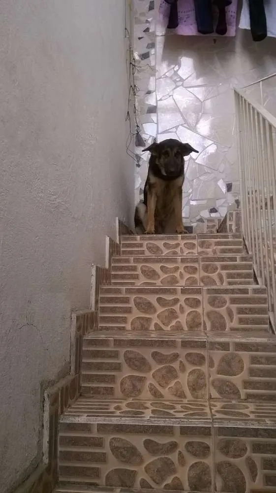 Cachorro ra a Pastor Alemão idade 1 ano nome Petunia