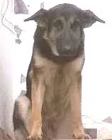 Cachorro raça Pastor Alemão idade 1 ano nome Petunia