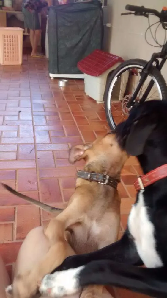 Cachorro ra a Vira-latas idade 2 a 6 meses nome Jujuba e Chiquinha