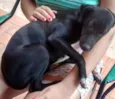 Jujuba e Chiquinha