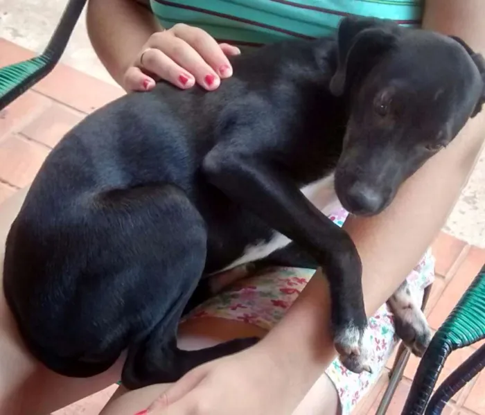 Cachorro ra a Vira-latas idade 2 a 6 meses nome Jujuba e Chiquinha