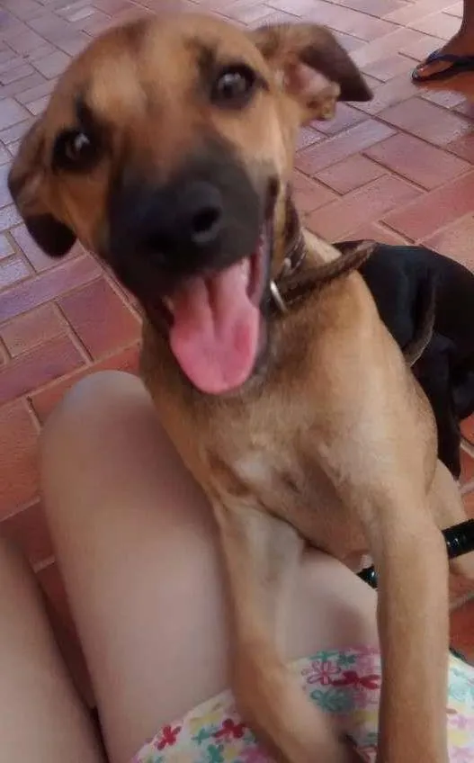 Cachorro ra a Vira-latas idade 2 a 6 meses nome Jujuba e Chiquinha