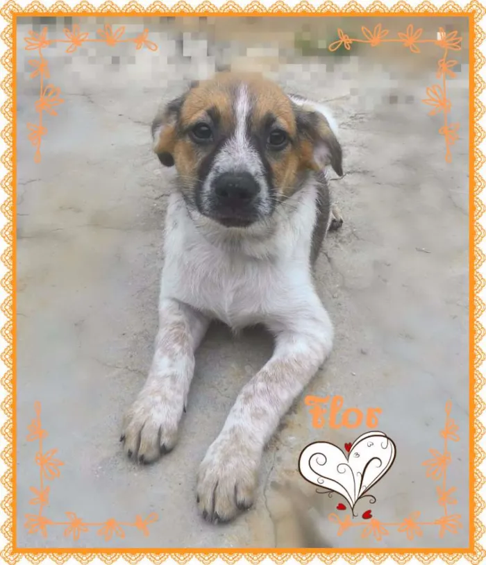 Cachorro ra a SRD idade 2 a 6 meses nome FLOR
