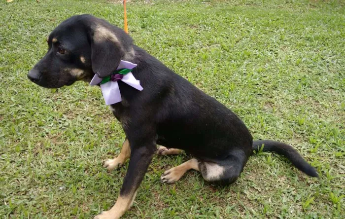 Cachorro ra a SRD idade 7 a 11 meses nome BABY