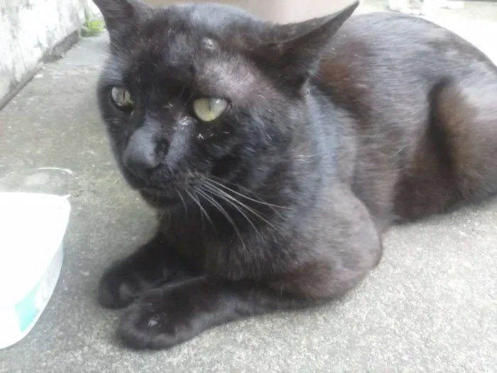 Gato ra a Não definida idade 6 ou mais anos nome Vladmir