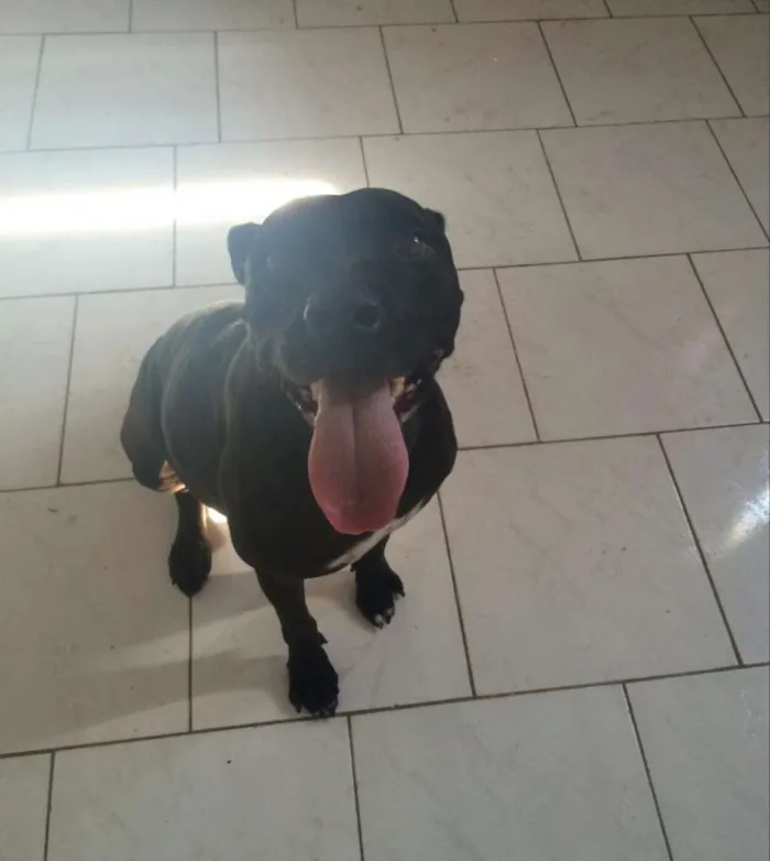 Cachorro ra a Mestiço idade 5 anos nome Lord