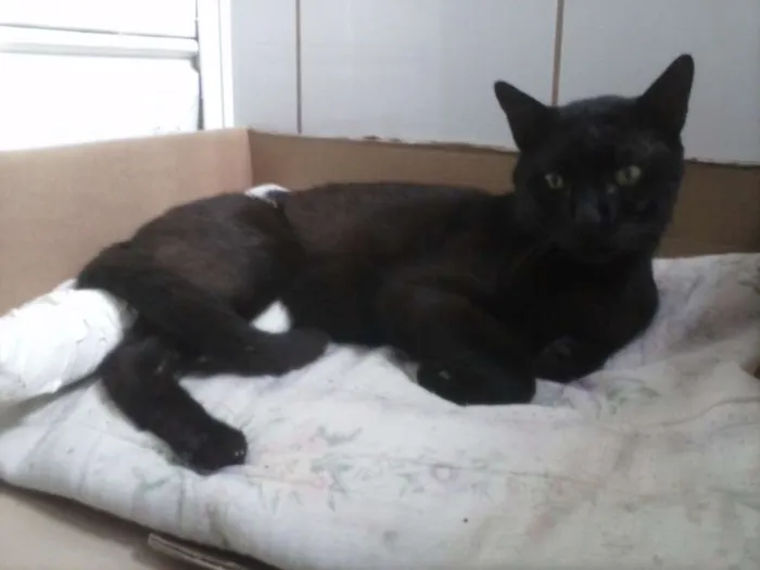 Gato ra a Não definida idade 6 ou mais anos nome Vladmir