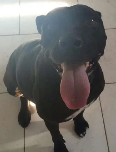 Cachorro ra a Mestiço idade 5 anos nome Lord
