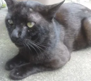 Gato raça Não definida idade 6 ou mais anos nome Vladmir