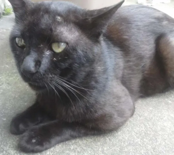 Gato ra a Não definida idade 6 ou mais anos nome Vladmir