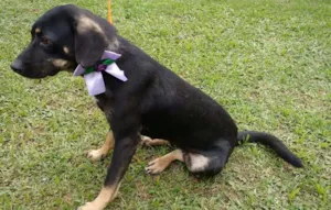 Cachorro raça SRD idade 7 a 11 meses nome BABY