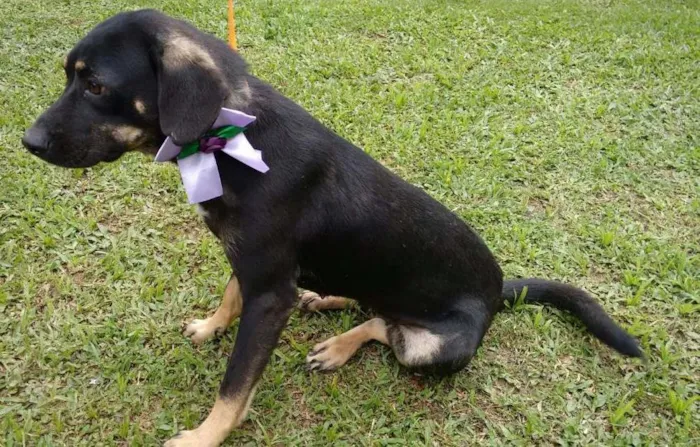 Cachorro ra a SRD idade 7 a 11 meses nome BABY