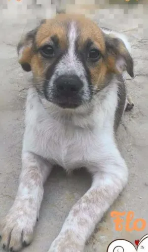 Cachorro raça SRD idade 2 a 6 meses nome FLOR